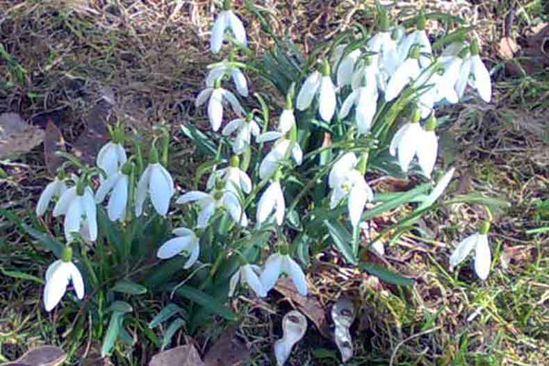 Der Frühling ist da...